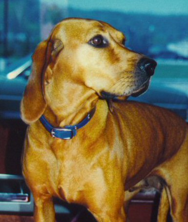 Red Nose Coonhound